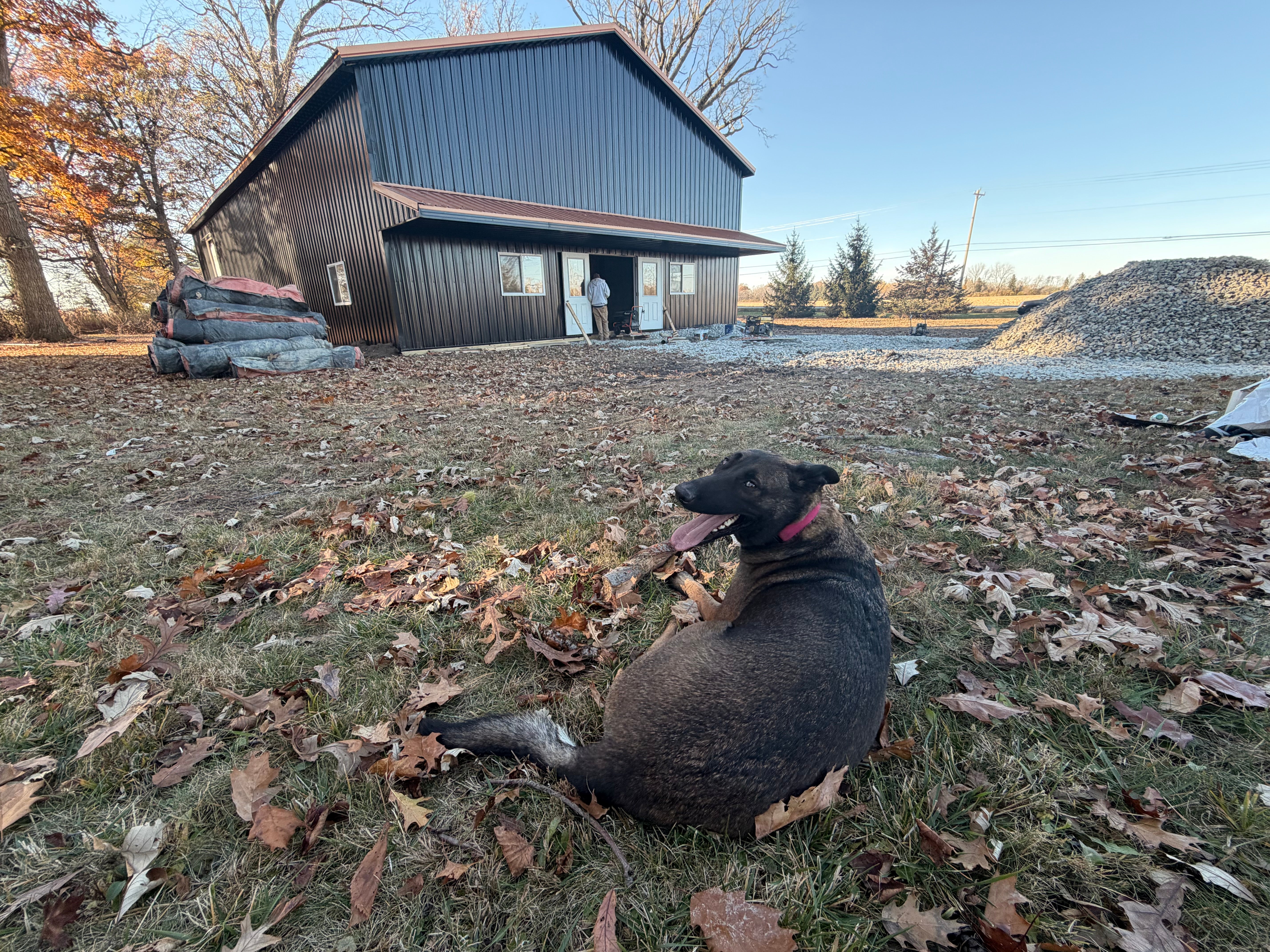 Dog sitting on a grassy area with a barn in the background
